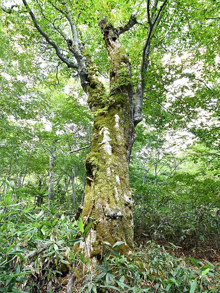 会津沼田街道の森の様子
