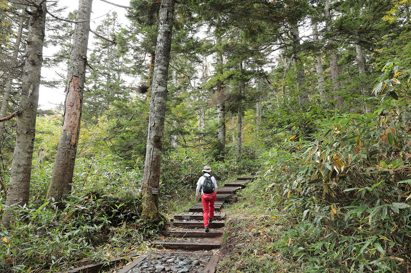 Walk through a forest of giant trees