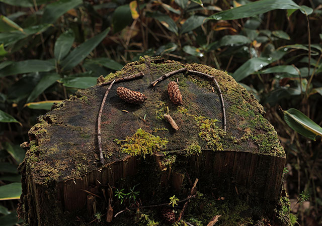 Charming discoveries in the autumn forest