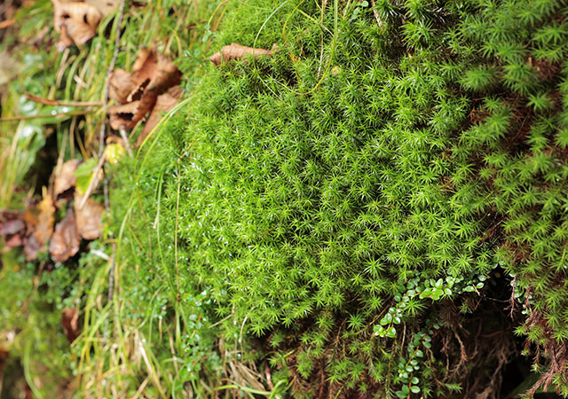 Charming discoveries in the autumn forest