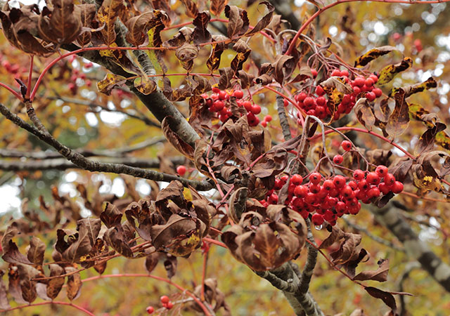 Charming discoveries in the autumn forest